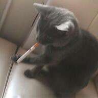 cat smoking // 750x749 // 23KB