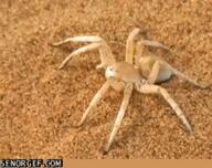 desert flee fuck_that nope nope_nope_nope rolling_spider sand senorgif.com spider wheel_spider // 240x190 // 2.2MB