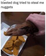 lizard not_a_dog nuggets // 552x670 // 91KB