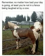 animals cow fence horse laughing // 640x797 // 61KB