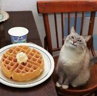 breakfast cat cat_sitting chair smug waffle // 2878x2826 // 5.8MB