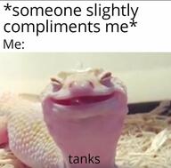 compliment lizard smile // 640x629 // 44KB